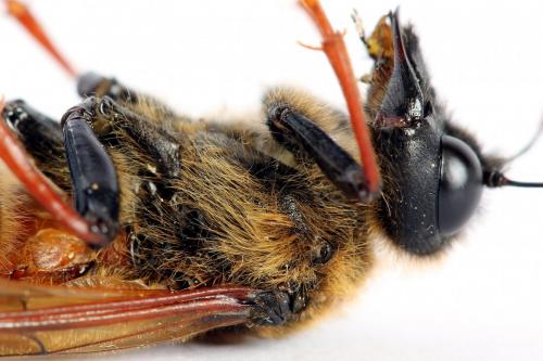 Réf. 224 754 : Trichiosoma vitellina