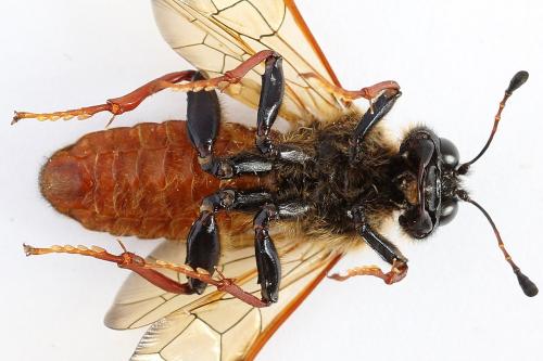 Réf. 224 755 : Trichiosoma vitellina
