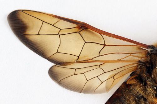 Réf. 224 756 : Trichiosoma vitellina