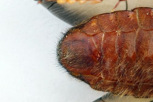 Réf. 224 757 : Trichiosoma vitellina