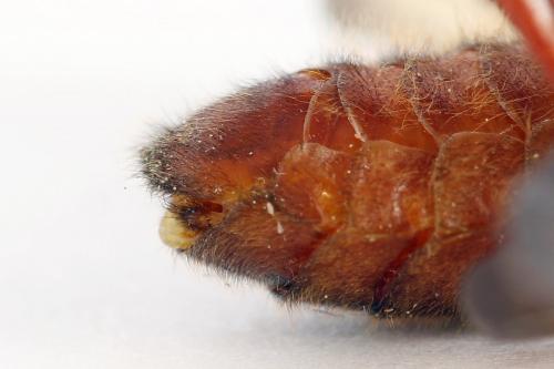 Réf. 224 758 : Trichiosoma vitellina