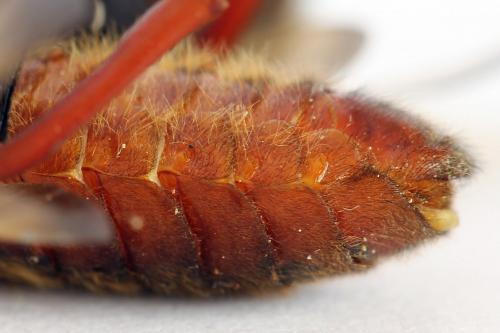 Réf. 224 759 : Trichiosoma vitellina