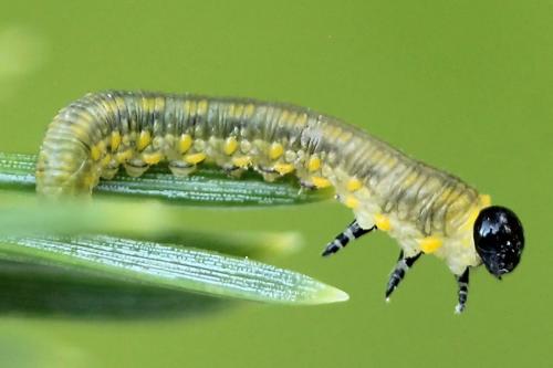 Réf. 224 059 : Diprion similis