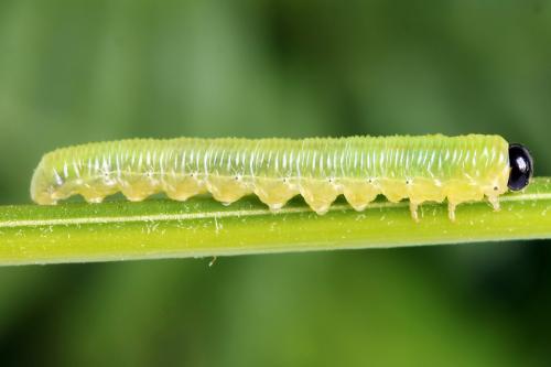 Réf. 224 541 : Strongylogaster multifasciata