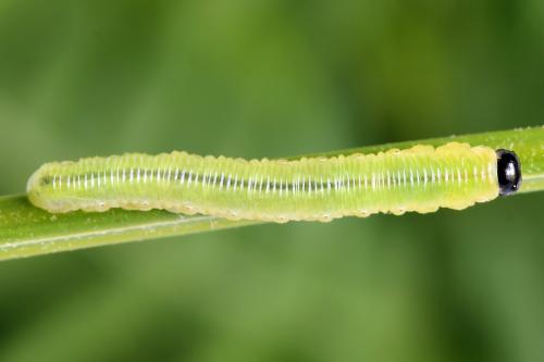 Strongylogaster multifasciata