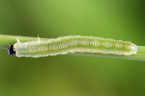 Réf. 224 545 : Strongylogaster multifasciata