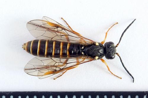 Réf. 224 546 : Strongylogaster multifasciata