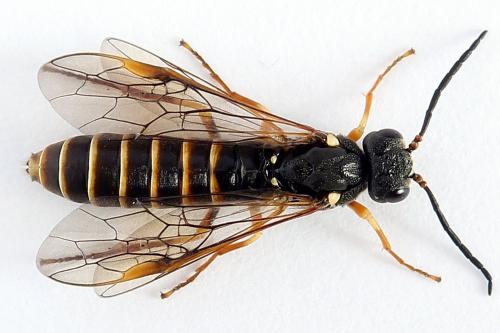 Réf. 224 547 : Strongylogaster multifasciata