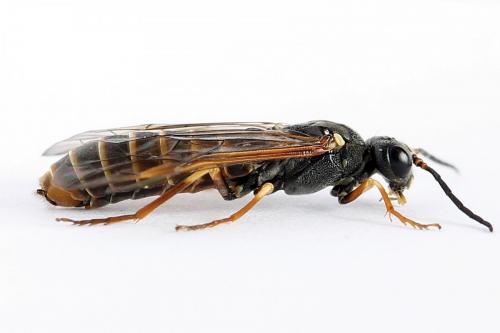 Réf. 224 548 : Strongylogaster multifasciata