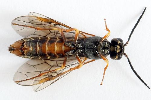 Réf. 224 549 : Strongylogaster multifasciata