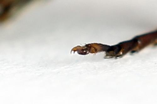 Strongylogaster multifasciata