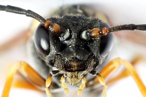 Réf. 224 551 : Strongylogaster multifasciata