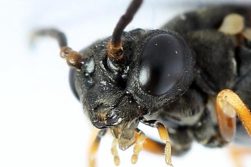 Strongylogaster multifasciata