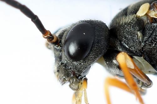 Réf. 224 553 : Strongylogaster multifasciata