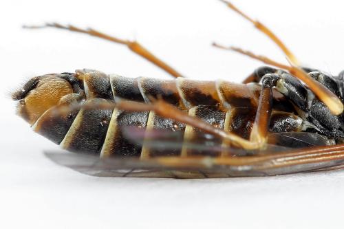Réf. 224 554 : Strongylogaster multifasciata