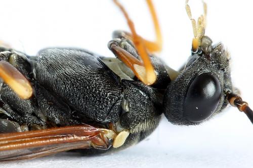 Réf. 224 555 : Strongylogaster multifasciata