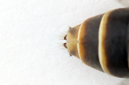 Strongylogaster multifasciata