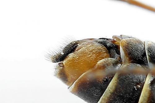 Réf. 224 557 : Strongylogaster multifasciata