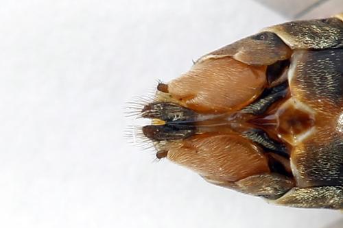 Réf. 224 558 : Strongylogaster multifasciata