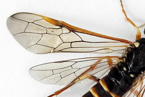 Réf. 224 559 : Strongylogaster multifasciata