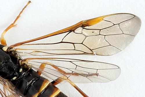 Strongylogaster multifasciata