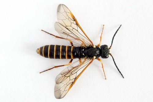 Réf. 224 561 : Strongylogaster multifasciata