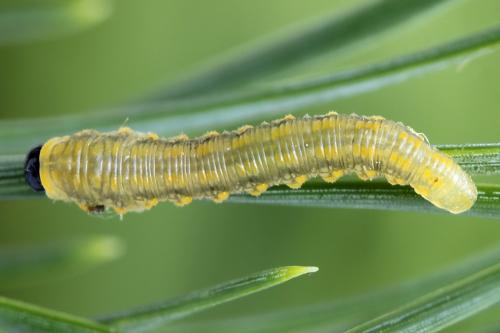 Diprion similis