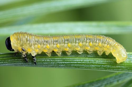 Diprion similis