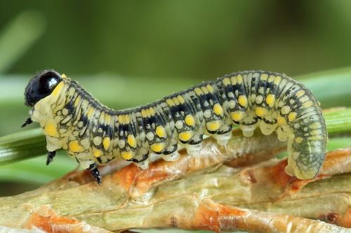 Diprion similis