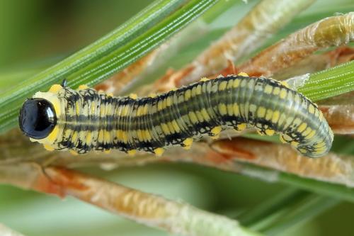 Diprion similis