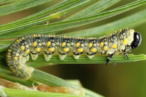 Réf. 224 064 : Diprion similis