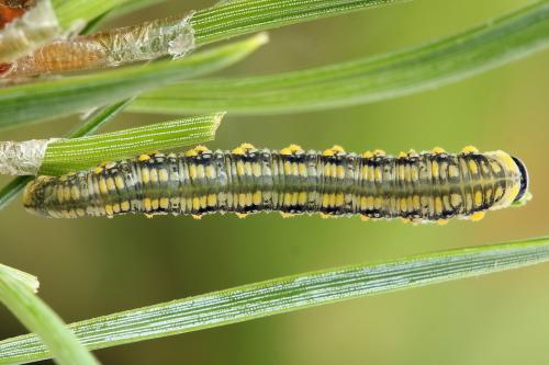 Réf. 224 065 : Diprion similis