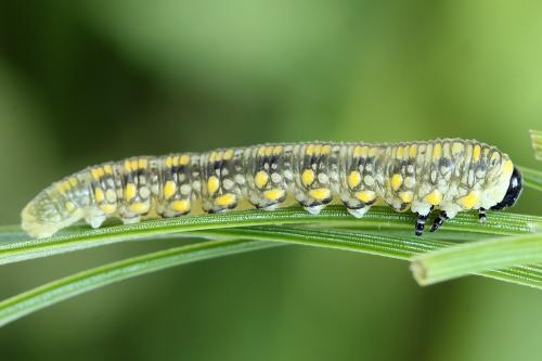 Diprion similis
