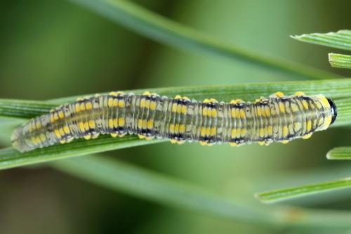 Diprion similis