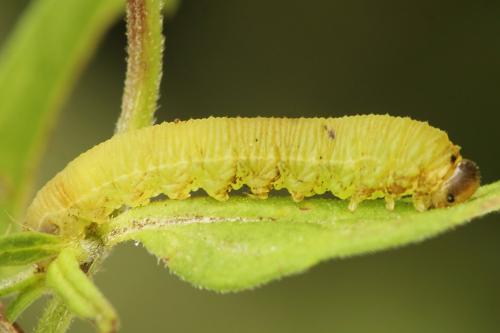 Macrophya sanguinolenta