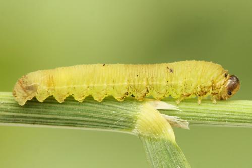 Réf. 224 336 : Macrophya sanguinolenta