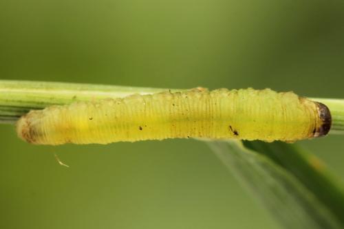 Réf. 224 337 : Macrophya sanguinolenta