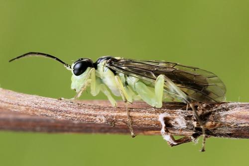 Réf. 224 244 : Pachyprotasis antennata
