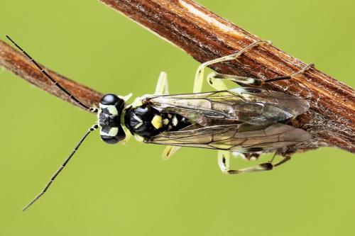 Réf. 224 245 : Pachyprotasis antennata