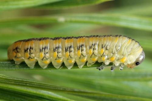 Diprion similis