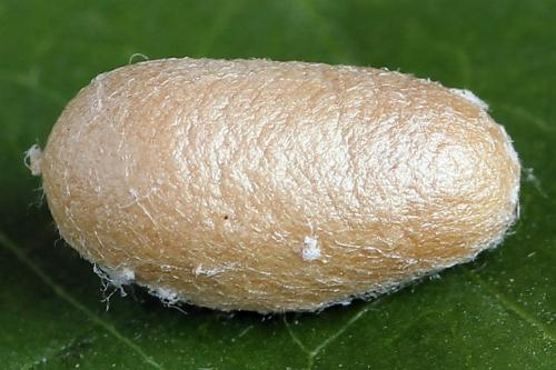 Diprion similis