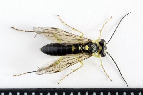 Réf. 224 246 : Pachyprotasis antennata
