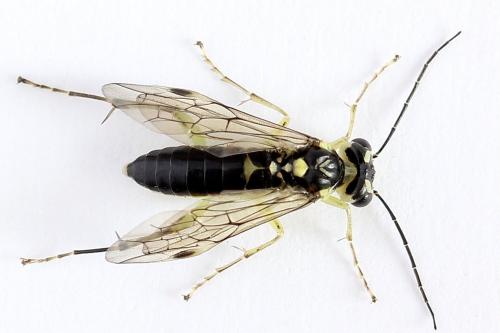Réf. 224 247 : Pachyprotasis antennata