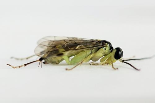 Réf. 224 248 : Pachyprotasis antennata