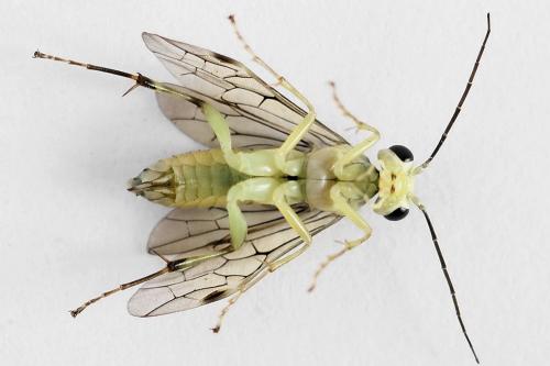 Réf. 224 249 : Pachyprotasis antennata
