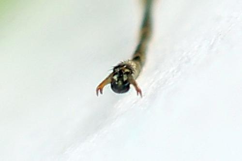 Réf. 224 250 : Pachyprotasis antennata