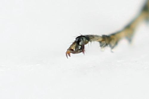 Réf. 224 252 : Pachyprotasis antennata