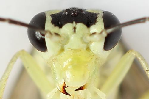 Pachyprotasis antennata