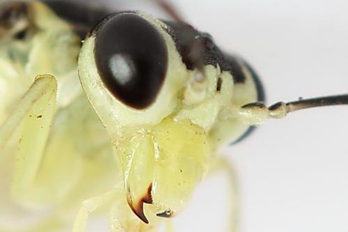 Réf. 224 254 : Pachyprotasis antennata