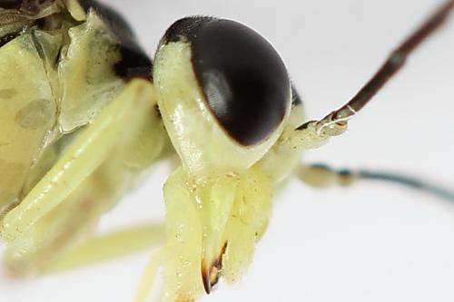 Pachyprotasis antennata